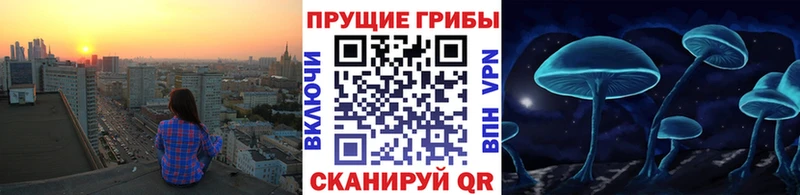 Псилоцибиновые грибы Cubensis  Купить закладки  Дивногорск 